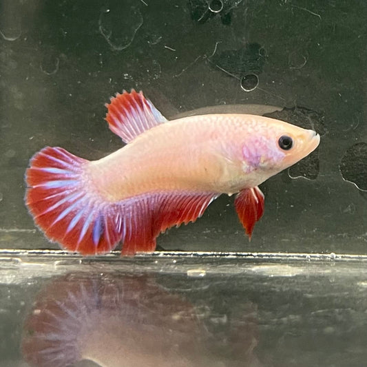 the-fish-farm Female Betta Female Betta - One Only - N Choose your own Female Betta at The Fish Farm Australia
