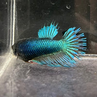 the-fish-farm Female Betta Female Betta - One Only - N Choose your own Female Betta at The Fish Farm Australia