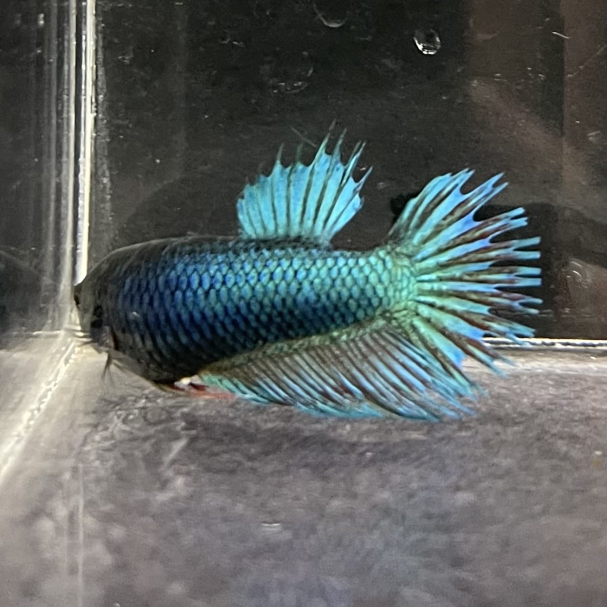 the-fish-farm Female Betta Female Betta - One Only - N Choose your own Female Betta at The Fish Farm Australia