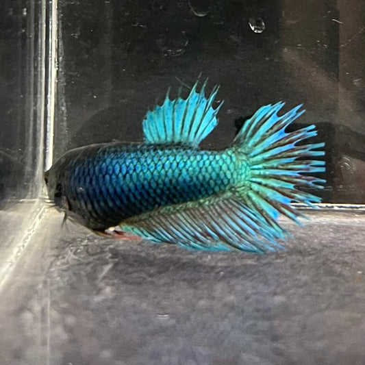 the-fish-farm Female Betta Female Betta - One Only - N Choose your own Female Betta at The Fish Farm Australia
