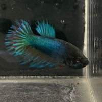 the-fish-farm Female Betta Female Betta - One Only - N Choose your own Female Betta at The Fish Farm Australia