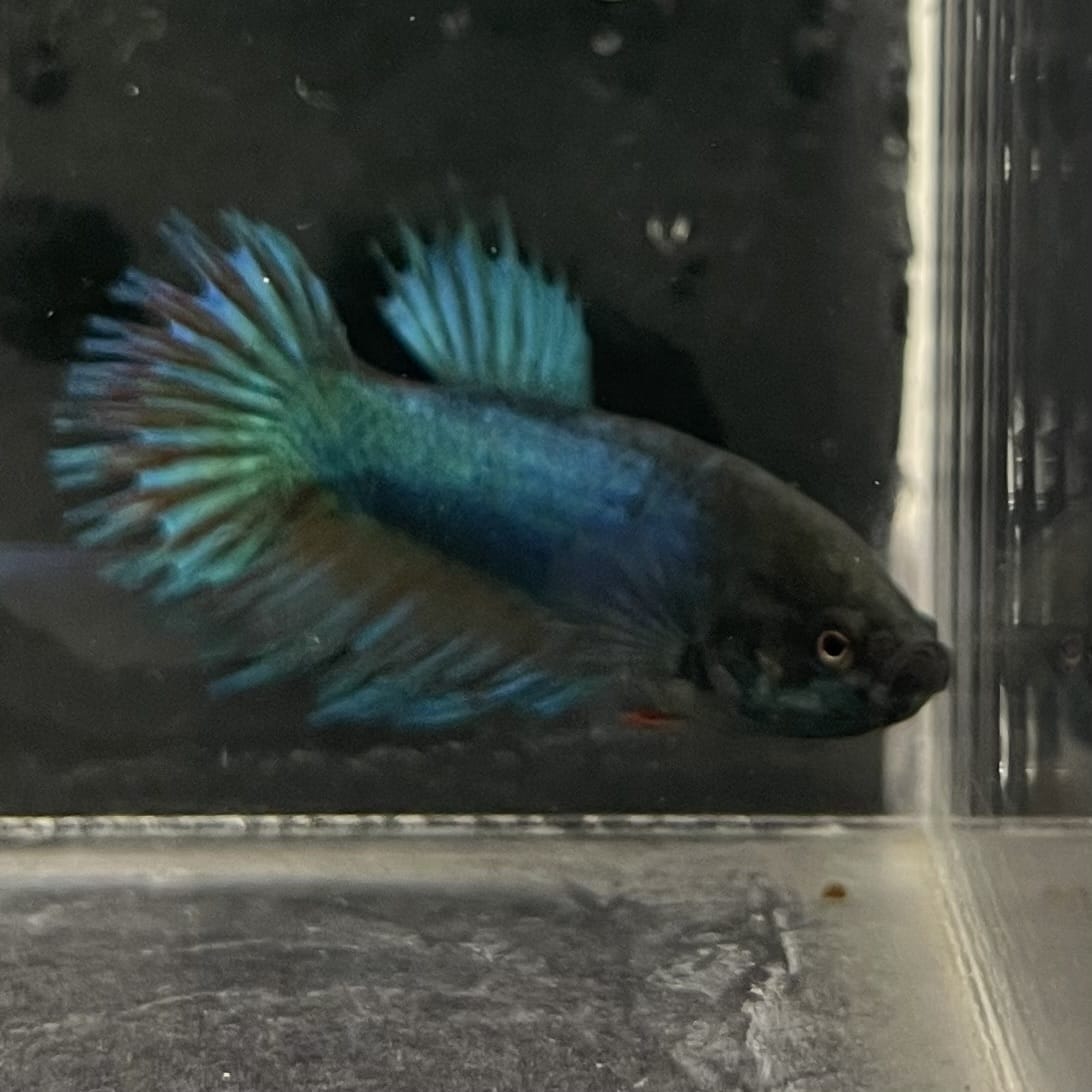 the-fish-farm Female Betta Female Betta - One Only - N Choose your own Female Betta at The Fish Farm Australia