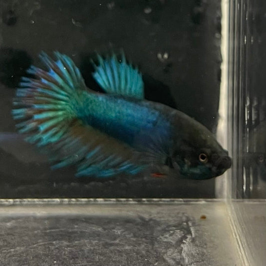 the-fish-farm Female Betta Female Betta - One Only - N Choose your own Female Betta at The Fish Farm Australia