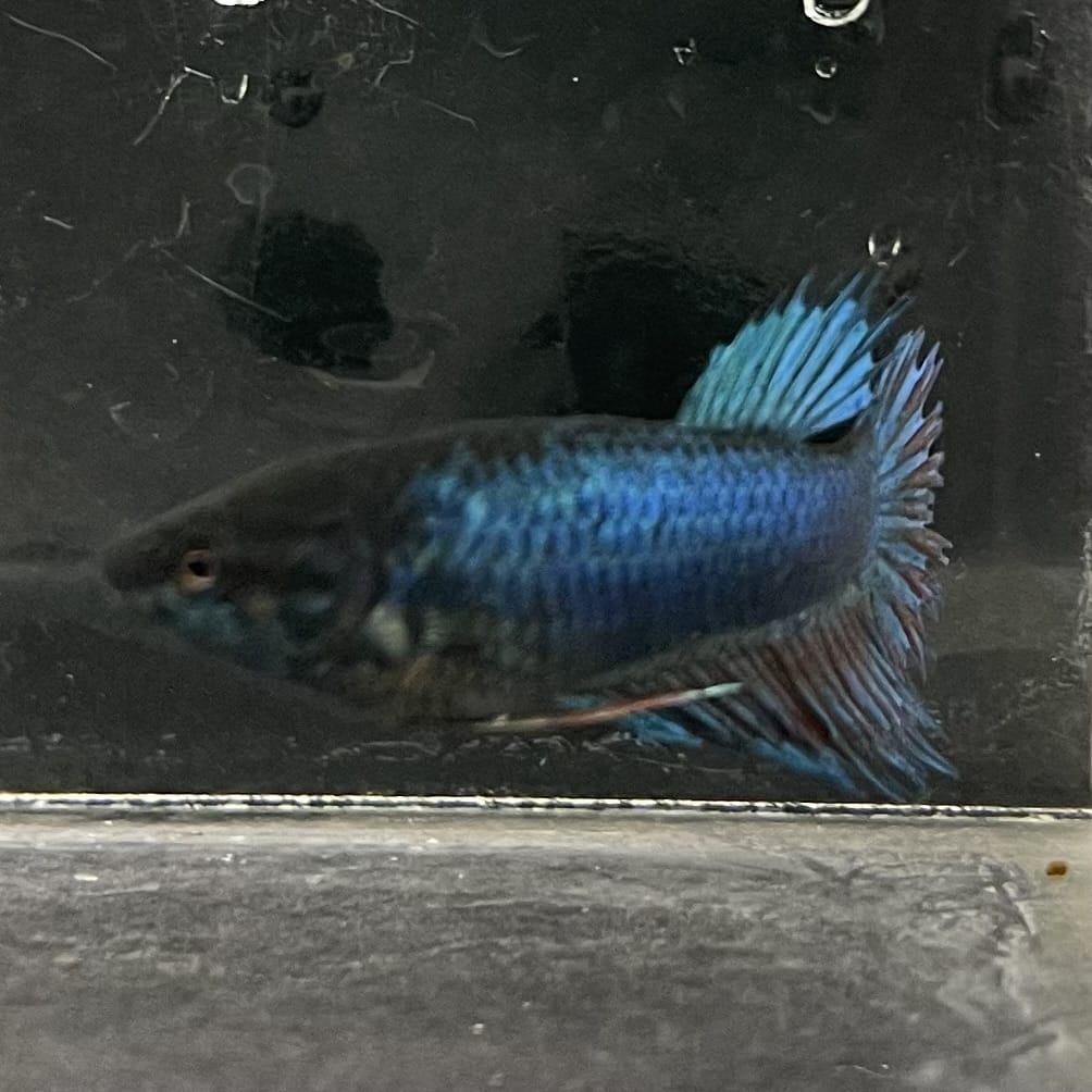 the-fish-farm Female Betta Female Betta - One Only - N Choose your own Female Betta at The Fish Farm Australia
