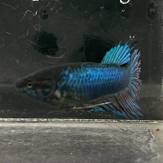 the-fish-farm Female Betta Female Betta - One Only - N Choose your own Female Betta at The Fish Farm Australia