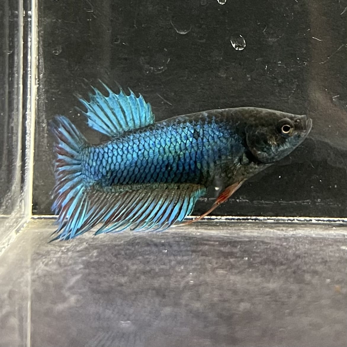 the-fish-farm Female Betta Female Betta - One Only - N Choose your own Female Betta at The Fish Farm Australia