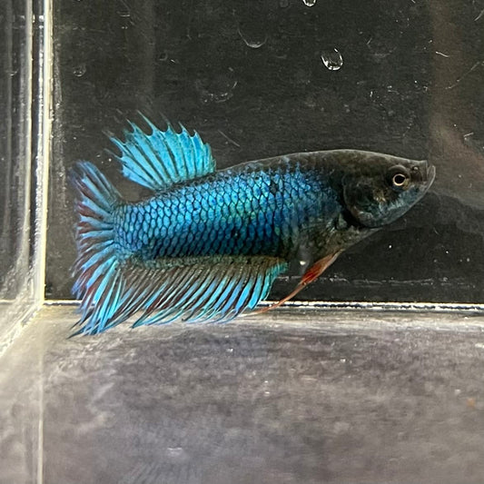 the-fish-farm Female Betta Female Betta - One Only - N Choose your own Female Betta at The Fish Farm Australia