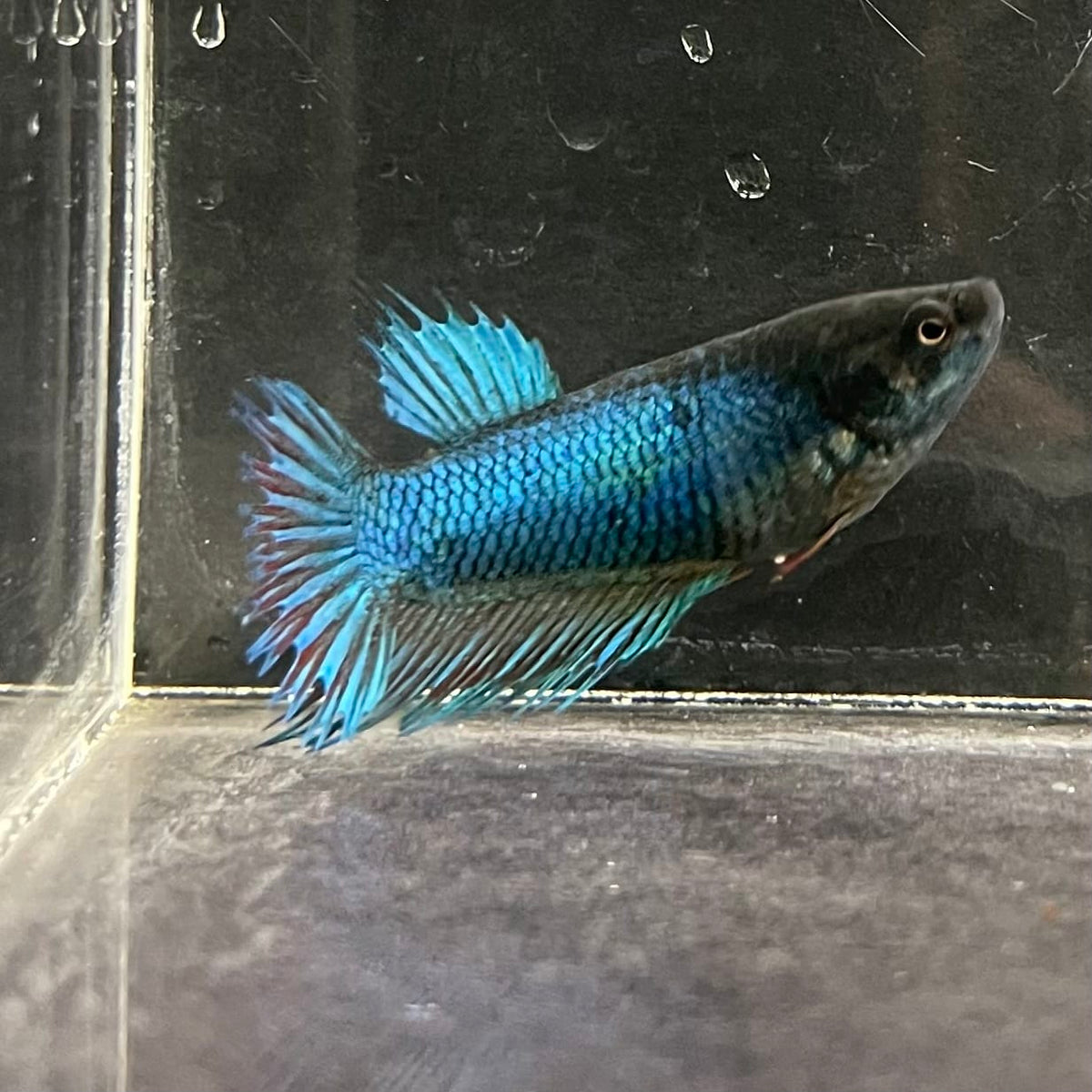 the-fish-farm Female Betta Female Betta - One Only - N Choose your own Female Betta at The Fish Farm Australia