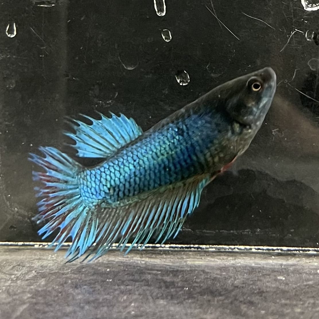 the-fish-farm Female Betta Female Betta - One Only - N Choose your own Female Betta at The Fish Farm Australia