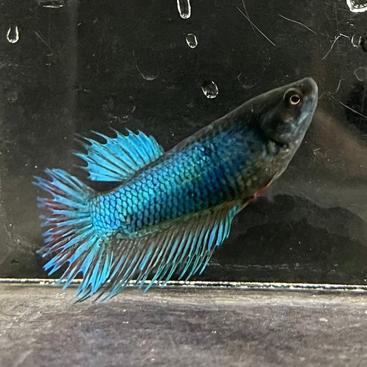 the-fish-farm Female Betta Female Betta - One Only - N Choose your own Female Betta at The Fish Farm Australia