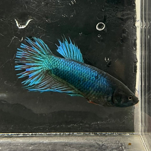 the-fish-farm Female Betta Female Betta - One Only - N Choose your own Female Betta at The Fish Farm Australia