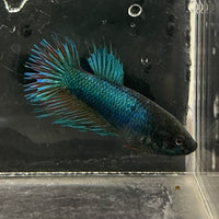 the-fish-farm Female Betta Female Betta - One Only - N Choose your own Female Betta at The Fish Farm Australia