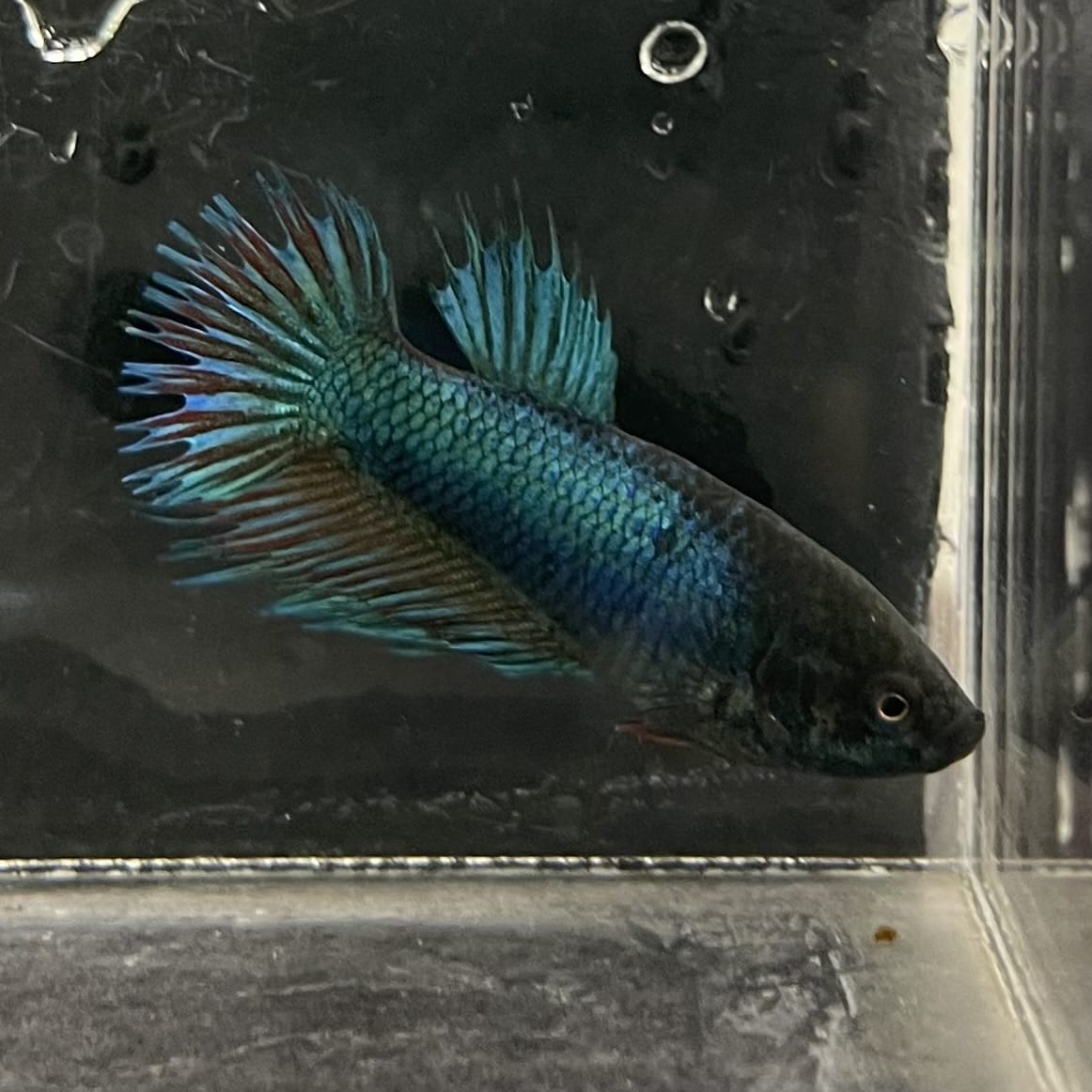 the-fish-farm Female Betta Female Betta - One Only - N Choose your own Female Betta at The Fish Farm Australia
