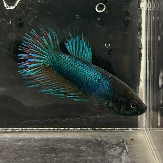 the-fish-farm Female Betta Female Betta - One Only - N Choose your own Female Betta at The Fish Farm Australia