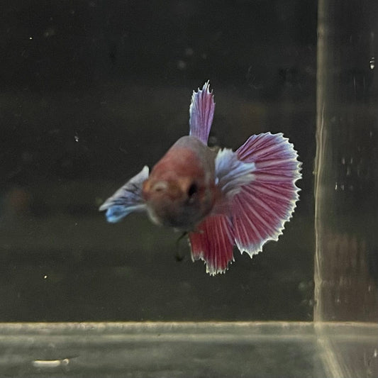 the-fish-farm Female Betta Female Betta - One Only - O Choose your own Female Betta at The Fish Farm Australia