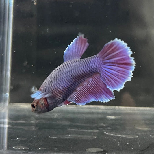 the-fish-farm Female Betta Female Betta - One Only - O Choose your own Female Betta at The Fish Farm Australia