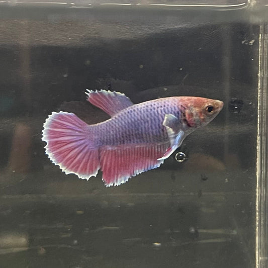 the-fish-farm Female Betta Female Betta - One Only - O Choose your own Female Betta at The Fish Farm Australia