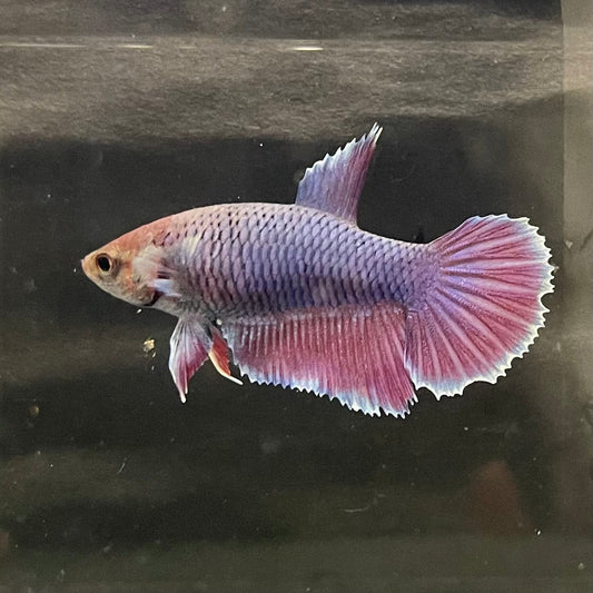 the-fish-farm Female Betta Female Betta - One Only - O Choose your own Female Betta at The Fish Farm Australia