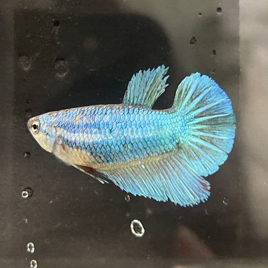 the-fish-farm Female Betta Female Betta - One Only - O Choose your own Female Betta at The Fish Farm Australia