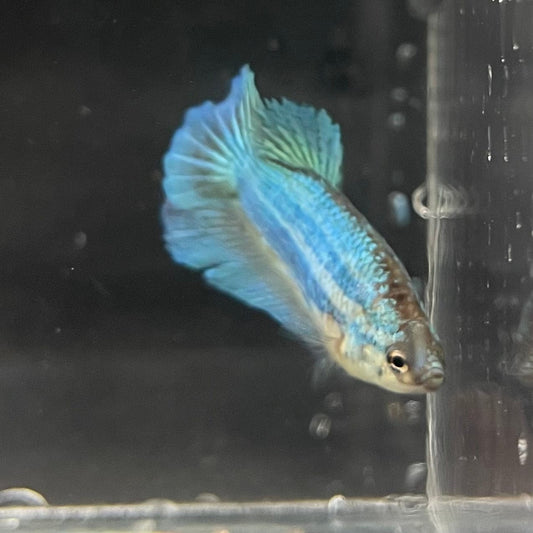 the-fish-farm Female Betta Female Betta - One Only - O Choose your own Female Betta at The Fish Farm Australia