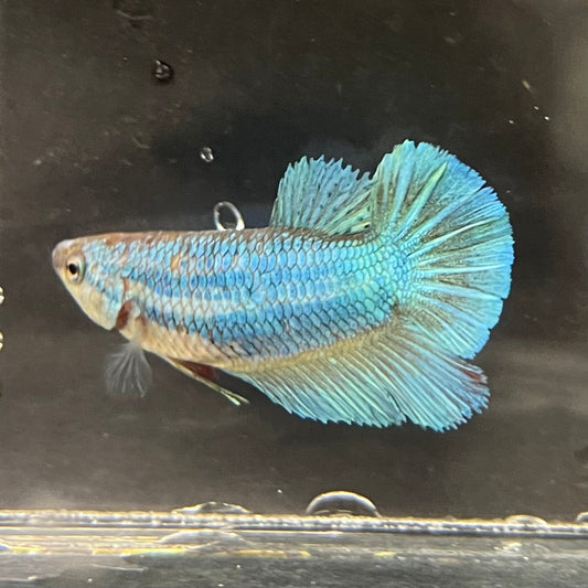 the-fish-farm Female Betta Female Betta - One Only - O Choose your own Female Betta at The Fish Farm Australia