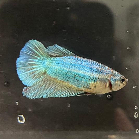 the-fish-farm Female Betta Female Betta - One Only - O Choose your own Female Betta at The Fish Farm Australia