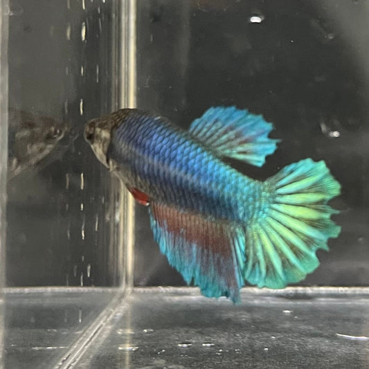 the-fish-farm Female Betta Female Betta - One Only - O Choose your own Female Betta at The Fish Farm Australia