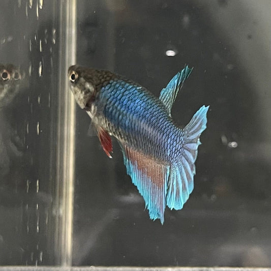 the-fish-farm Female Betta Female Betta - One Only - O Choose your own Female Betta at The Fish Farm Australia