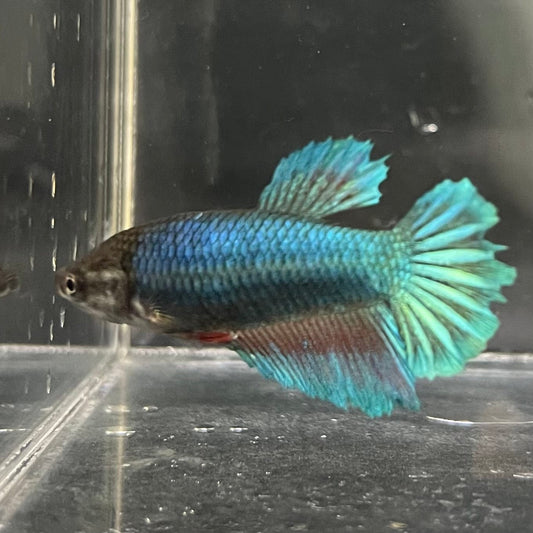 the-fish-farm Female Betta Female Betta - One Only - O Choose your own Female Betta at The Fish Farm Australia