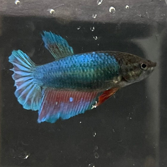 the-fish-farm Female Betta Female Betta - One Only - O Choose your own Female Betta at The Fish Farm Australia