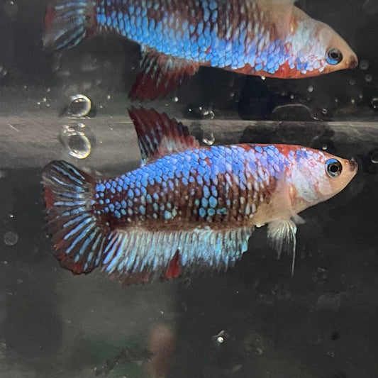 the-fish-farm Female Betta Female Betta - One Only - O Choose your own Female Betta at The Fish Farm Australia