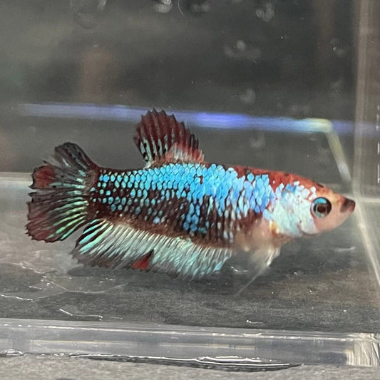 the-fish-farm Female Betta Female Betta - One Only - O Choose your own Female Betta at The Fish Farm Australia