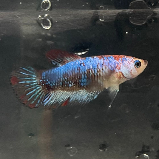 the-fish-farm Female Betta Female Betta - One Only - O Choose your own Female Betta at The Fish Farm Australia
