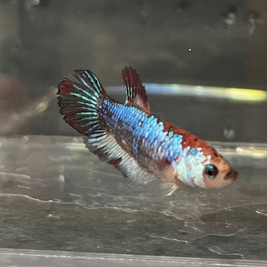 the-fish-farm Female Betta Female Betta - One Only - O Choose your own Female Betta at The Fish Farm Australia