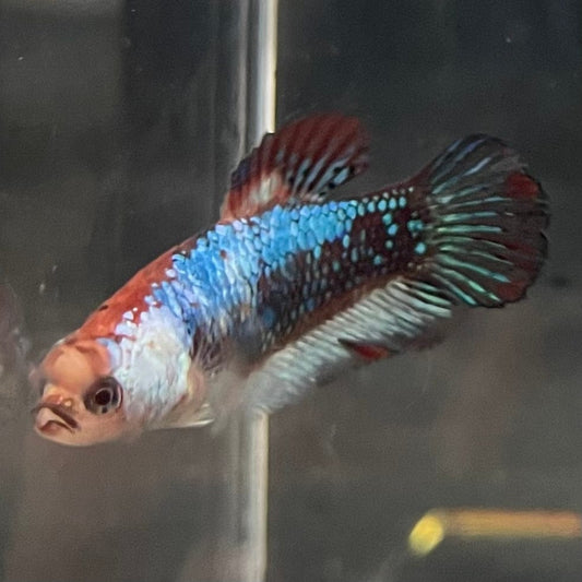 the-fish-farm Female Betta Female Betta - One Only - O Choose your own Female Betta at The Fish Farm Australia