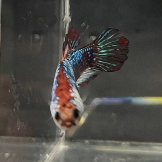 the-fish-farm Female Betta Female Betta - One Only - O Choose your own Female Betta at The Fish Farm Australia