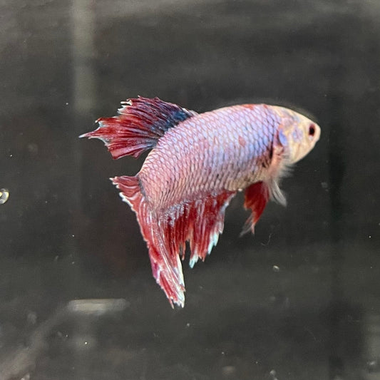 the-fish-farm Female Betta Female Betta - One Only - O Choose your own Female Betta at The Fish Farm Australia
