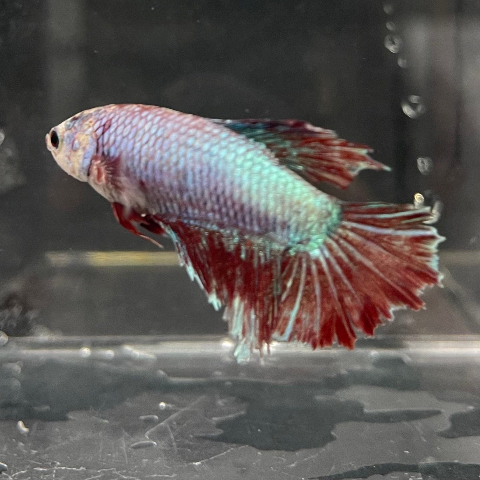 the-fish-farm Female Betta Female Betta - One Only - O Choose your own Female Betta at The Fish Farm Australia