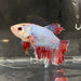 the-fish-farm Female Betta Female Betta - One Only - O Choose your own Female Betta at The Fish Farm Australia