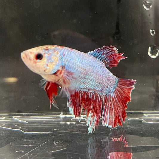 the-fish-farm Female Betta Female Betta - One Only - O Choose your own Female Betta at The Fish Farm Australia