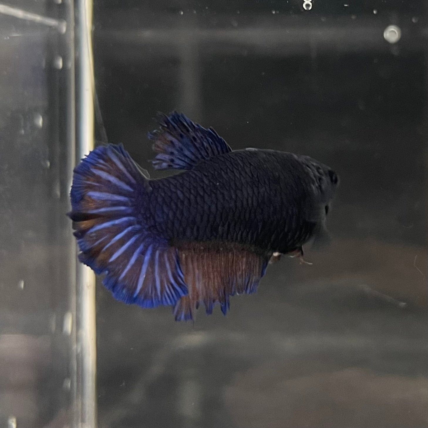 the-fish-farm Female Betta Female Betta - One Only - O Choose your own Female Betta at The Fish Farm Australia