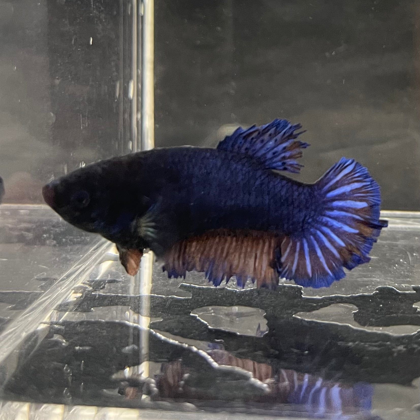 the-fish-farm Female Betta Female Betta - One Only - O Choose your own Female Betta at The Fish Farm Australia