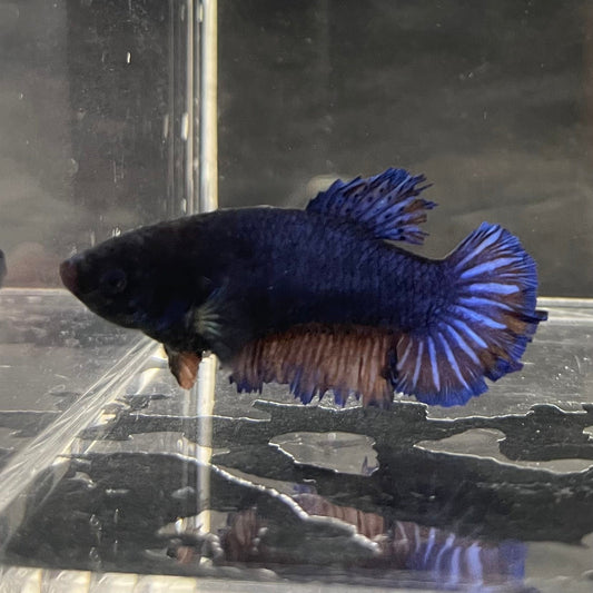 the-fish-farm Female Betta Female Betta - One Only - O Choose your own Female Betta at The Fish Farm Australia