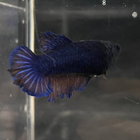 the-fish-farm Female Betta Female Betta - One Only - O Choose your own Female Betta at The Fish Farm Australia