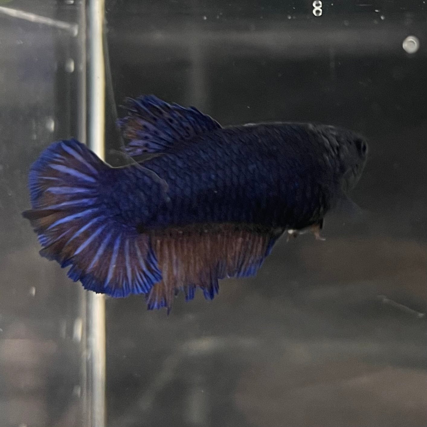 the-fish-farm Female Betta Female Betta - One Only - O Choose your own Female Betta at The Fish Farm Australia