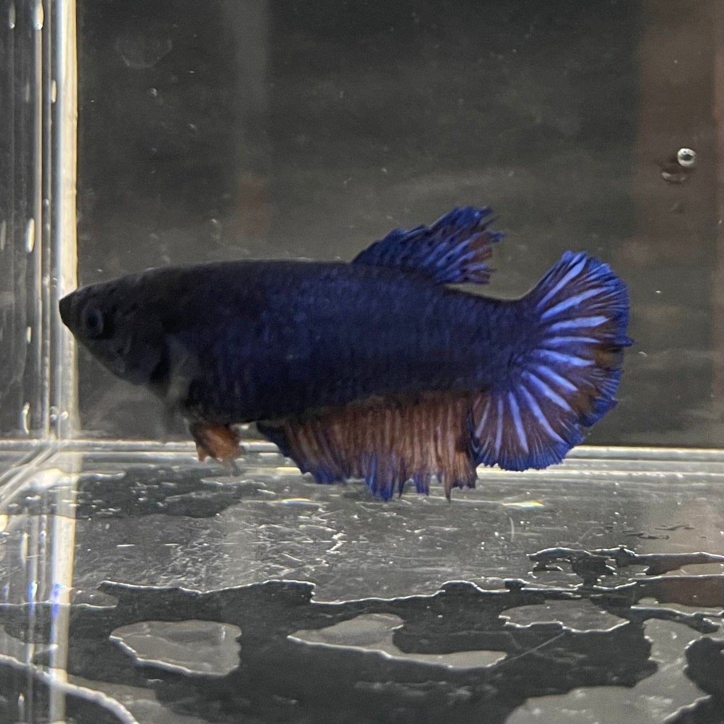 the-fish-farm Female Betta Female Betta - One Only - O Choose your own Female Betta at The Fish Farm Australia