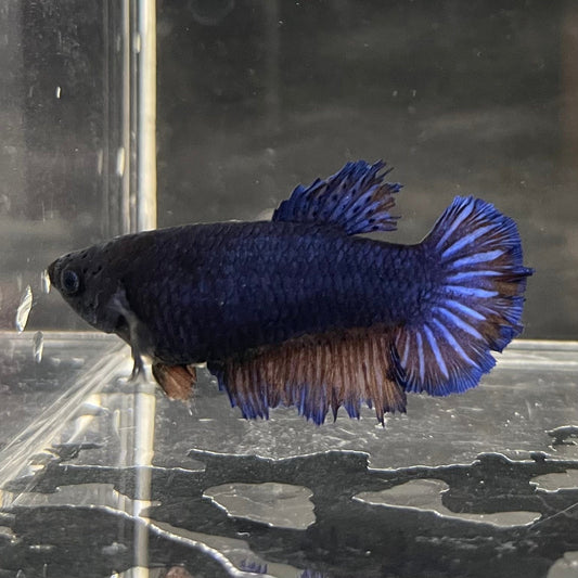 the-fish-farm Female Betta Female Betta - One Only - O Choose your own Female Betta at The Fish Farm Australia