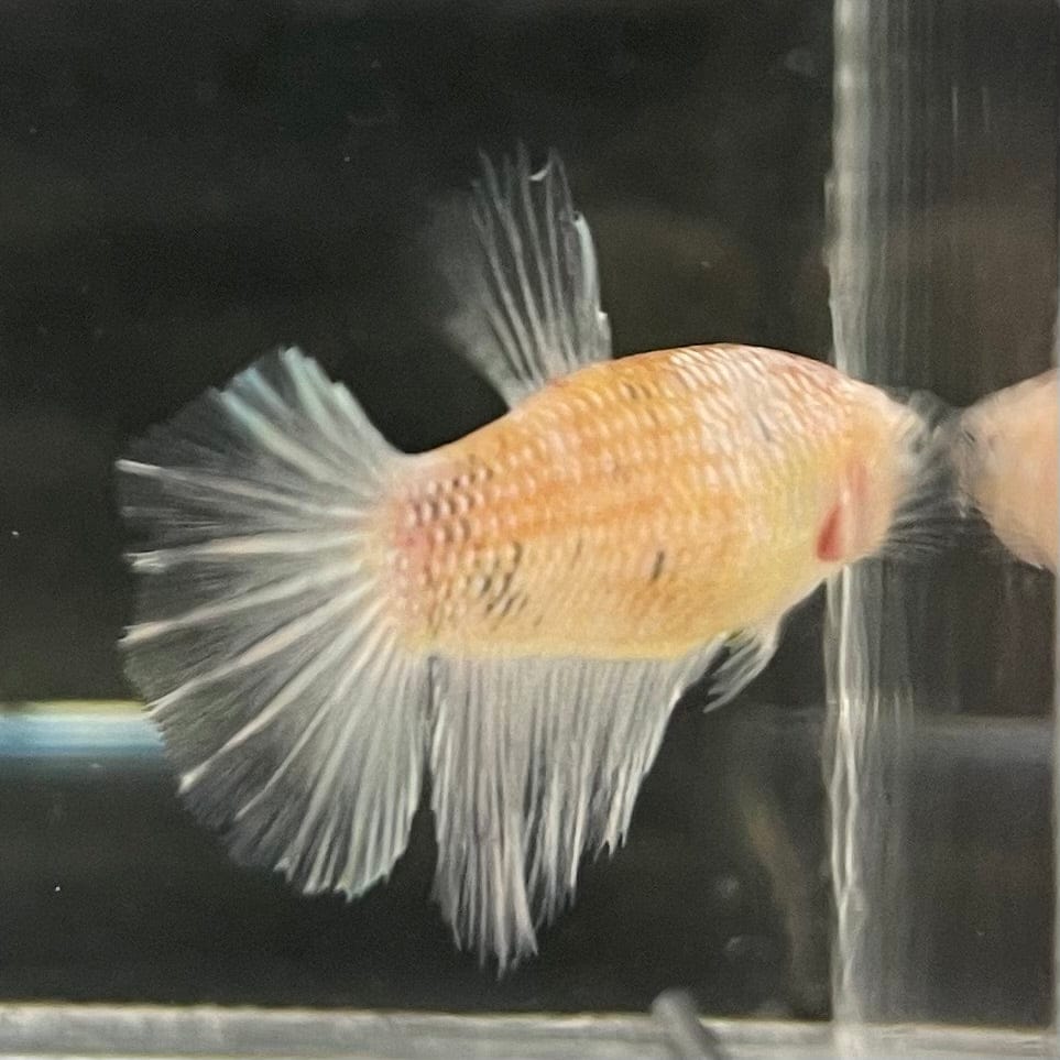 the-fish-farm Female Betta Female Betta - One Only - O Choose your own Female Betta at The Fish Farm Australia