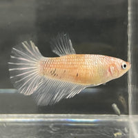 the-fish-farm Female Betta Female Betta - One Only - O Choose your own Female Betta at The Fish Farm Australia