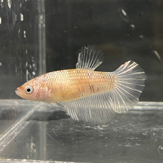 the-fish-farm Female Betta Female Betta - One Only - O Choose your own Female Betta at The Fish Farm Australia